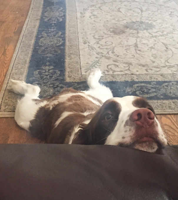 My Boyfriend's Dog Got Tired While Begging For Food