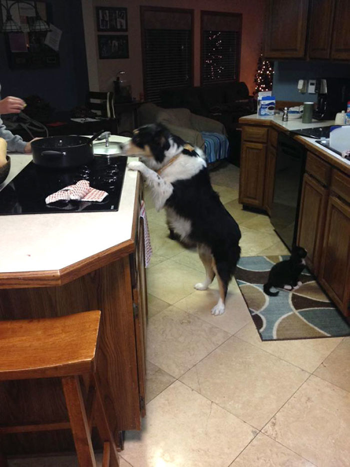 My Dog Begging For Food Vs My Blind Cat Begging For Food