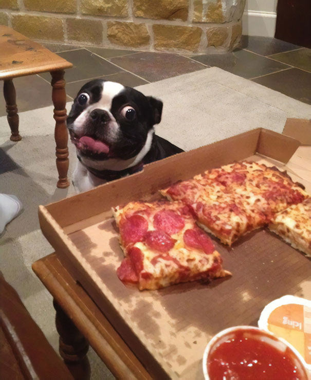 Derpy Dog Looking At A Pizza