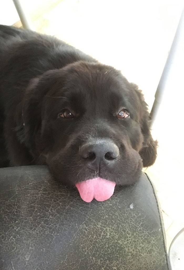 Heavy-Breathing Blop Every Time I Eat At The Computer, I Always Pay The Good Boy Tax