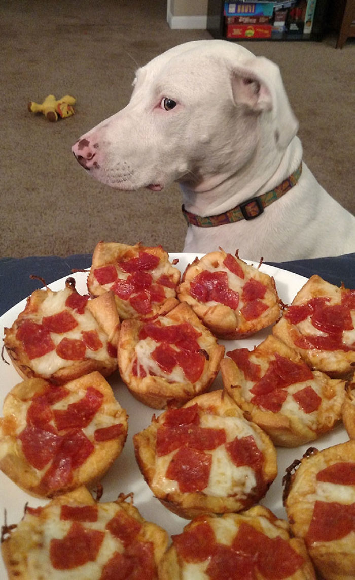She's Not Allowed To Beg, But That Doesn't Stop Her From Trying To Look Nonchalant
