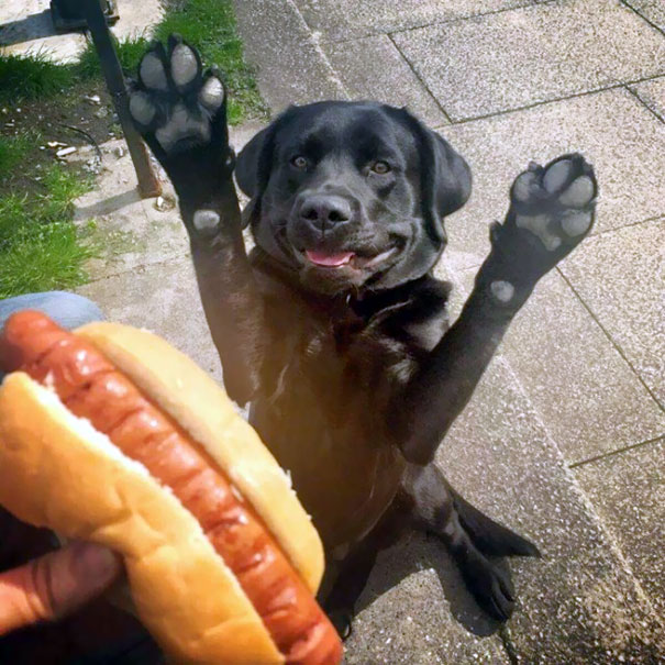 I Want This Hot Dog