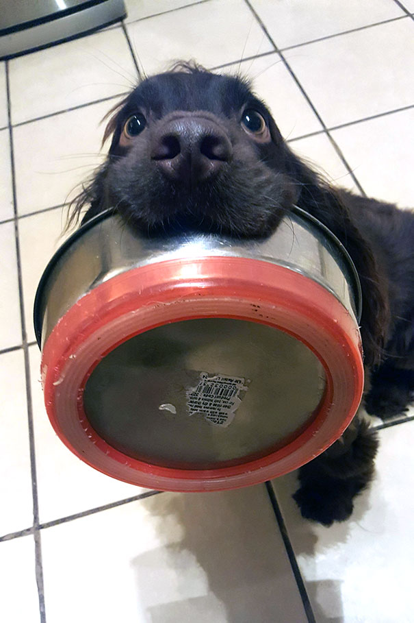 146 Funny Photos Of Dogs Begging For Food That You Just Can't Say No To |  Bored Panda