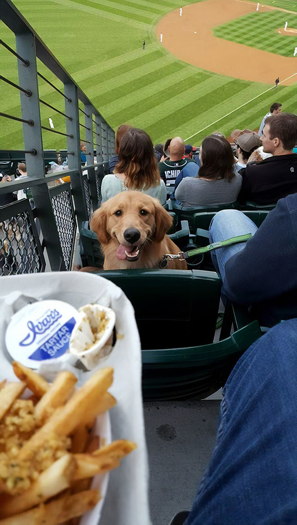 It Was 'Bring Your Dog Night' At The Seattle Mariners Game Last Night. He Stared At Me The Whole Time Like This