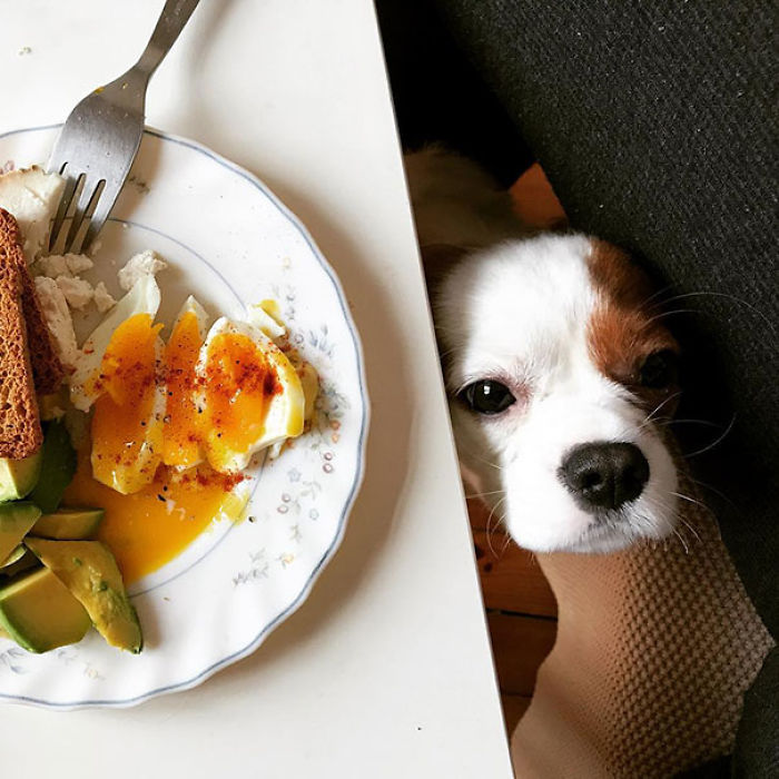 Nope, Sorry, Can't Share My Food With You
