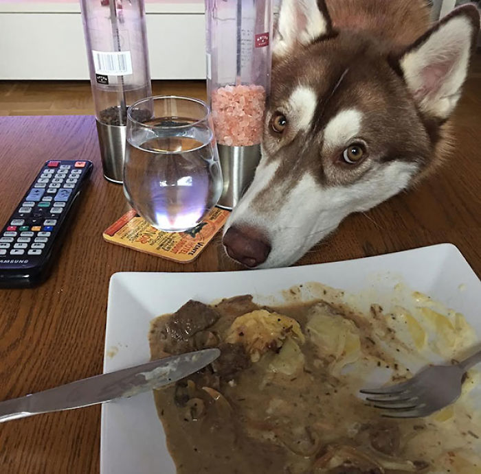This Is How You Beg For Food