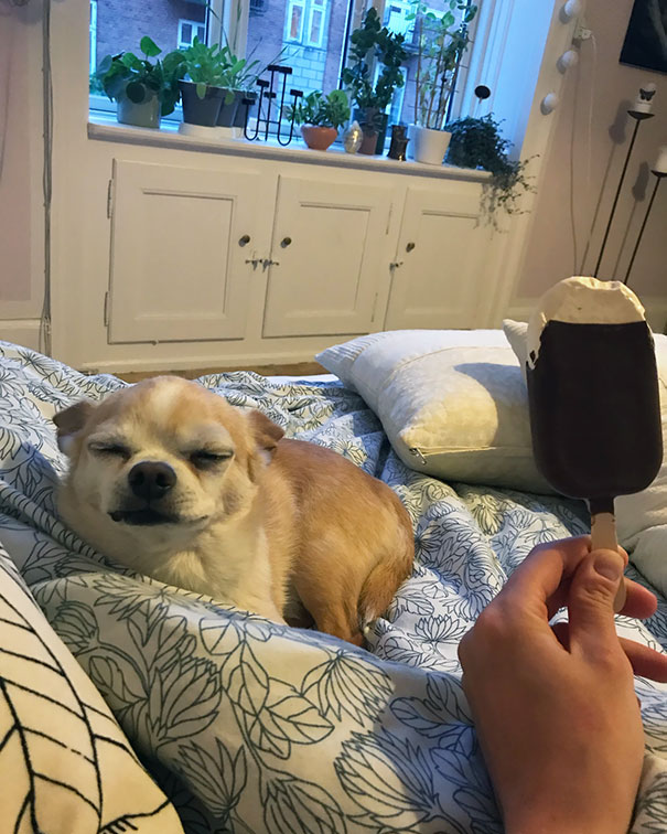 "I Know I'm Not Supposed To Beg But This Giant Ice Cream Looks Delicious"
