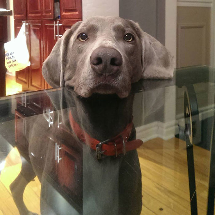 "Julia, Can I Please Have Some Of Your Dinner?"
