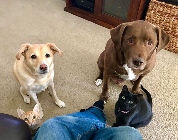 Every Time I Try To Eat In Peace, The Famished Four Make An Appearance