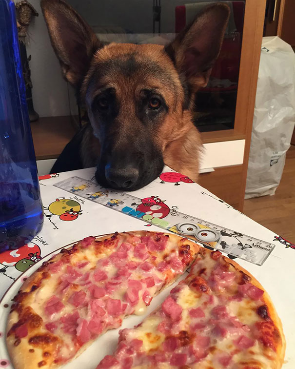 Thor Vs Pizza: Not Begging, Just Looking