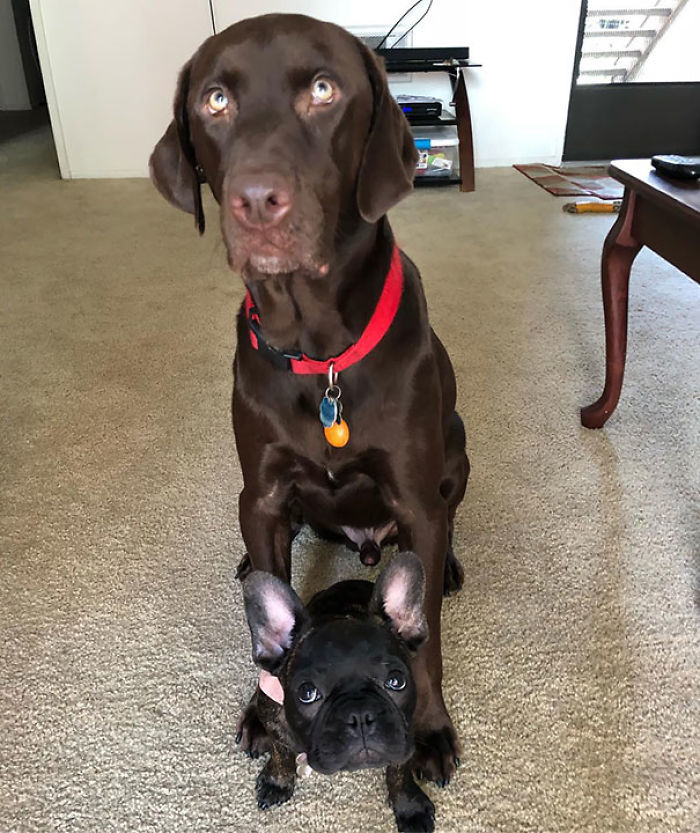 “Mom Can We Please Have More Cookies, I Know We Already Had Some But It Wasn’t Enough”