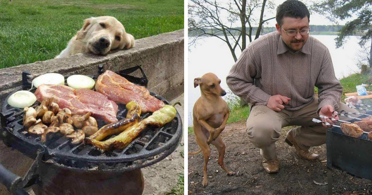 146 Funny Photos Of Dogs Begging For Food That You Just Can't Say No To |  Bored Panda