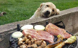 25+ Funny Photos Of Dogs Begging For Food That You Just Can't Say No To