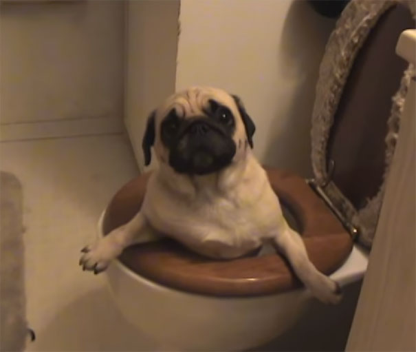 Pug Stuck In A Toilet