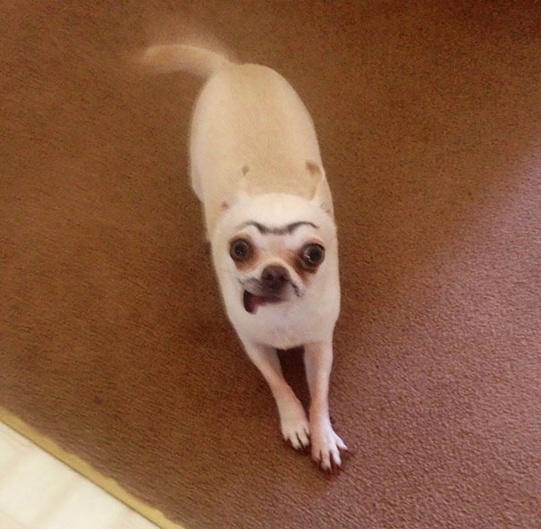 My Kid Drew Eyebrows And A Mustache On Our Chihuahua