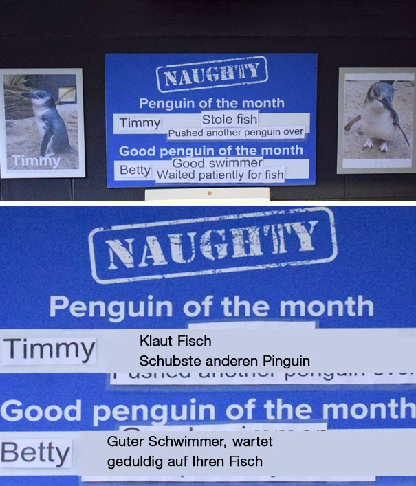 Funny-Penguin-Shaming-National-Aquarium-New Zealand