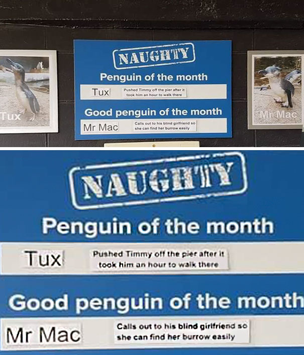 Funny-Penguin-Shaming-National-Aquarium-New Zealand