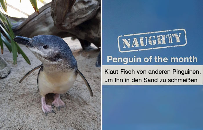 Dieses Aquarium kürt den gemeinsten Pinguin des Monats und die Taten sind zu lustig