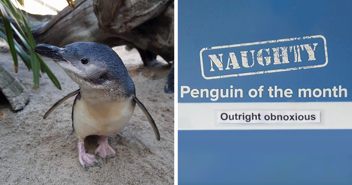This Aquarium Picks The Naughtiest Penguin Of The Month, And The 'Crimes'  Are Too Funny | Bored Panda