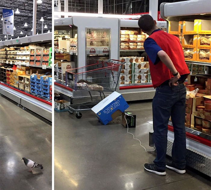 Empleado intentando atrapar a una paloma que se ha colado en el supermercado