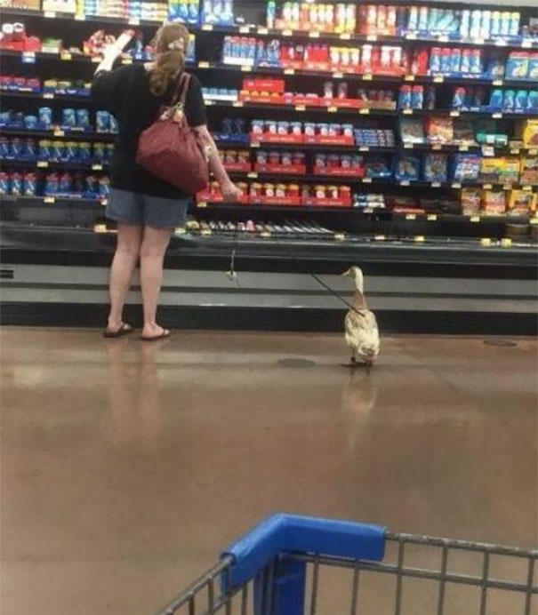 Today I Saw A Duck At Walmart