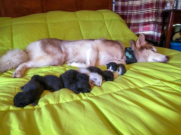Hero Husky tìm thấy một hộp đầy mèo con sắp chết trong rừng, trở thành mẹ mới của chúng