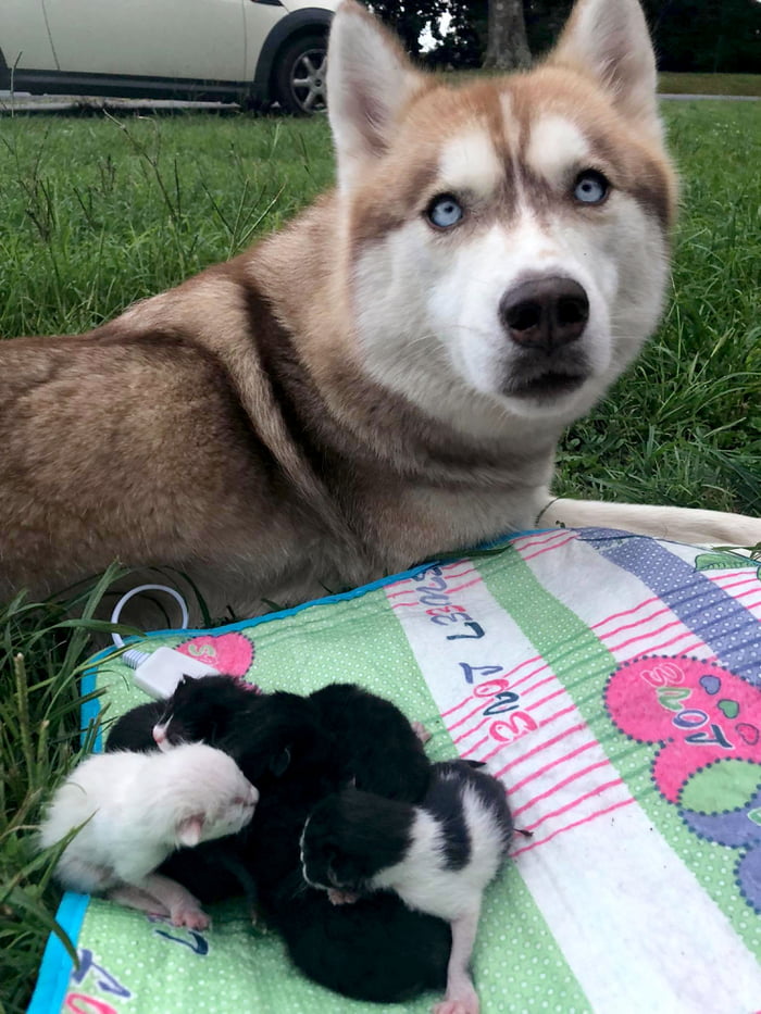 Hero Husky tìm thấy một hộp đầy mèo con sắp chết trong rừng, trở thành mẹ mới của chúng