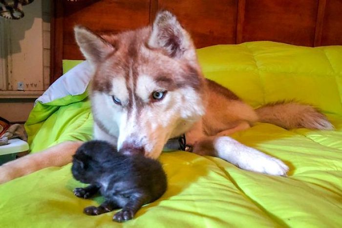 Hero Husky Finds A Box Full Of Near-Dying Kittens In The Woods, Becomes Their New Mom