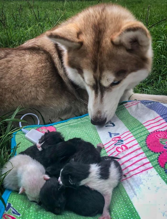 Brave Husky Discovers Box Full Of Near-Dying Kittens And Adopts Them (10  Pics) - Kingdoms TV