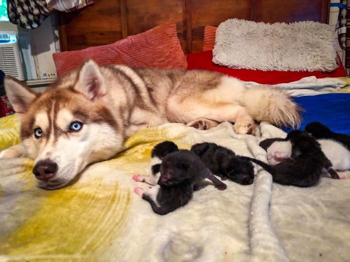 Brave Husky Discovers Box Full Of Near-Dying Kittens And Adopts Them (10  Pics) - Kingdoms TV