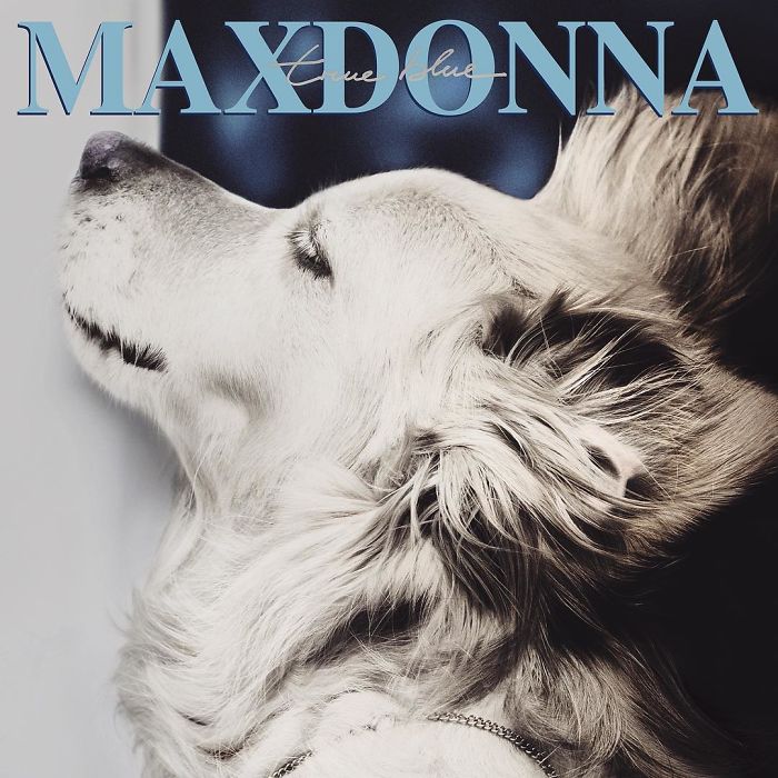 This Dog Recreated Madonna’s Iconic Photos, And The Attention To Detail Is Unbelievable