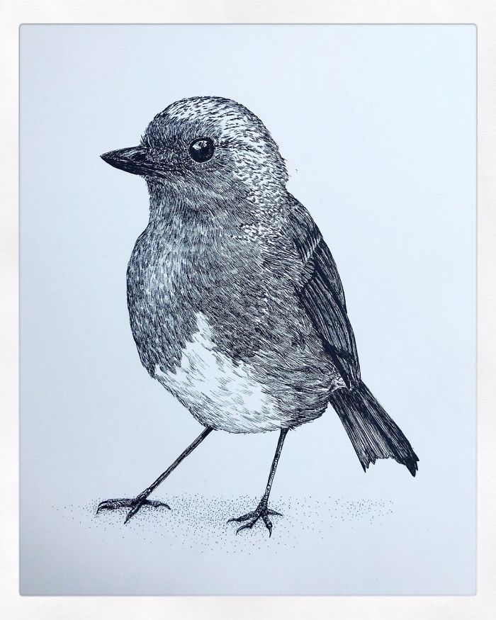Pen Drawings Of Birds Step By Step Drawing Of A Bird With Dip Pen Pen Drawings Of Birds Step By Step Drawing Of A Bird With Dip Pen