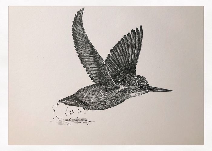 13 Detailed Birds Made With A Single Pen! All Drawn By Bas Geeraets