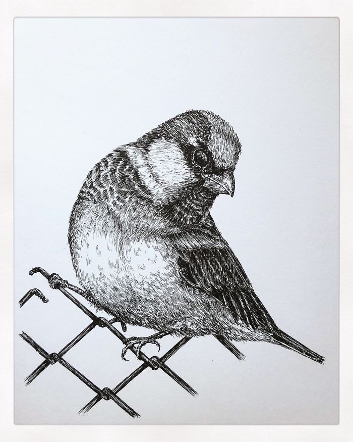 13 Detailed Birds Made With A Single Pen! All Drawn By Bas Geeraets