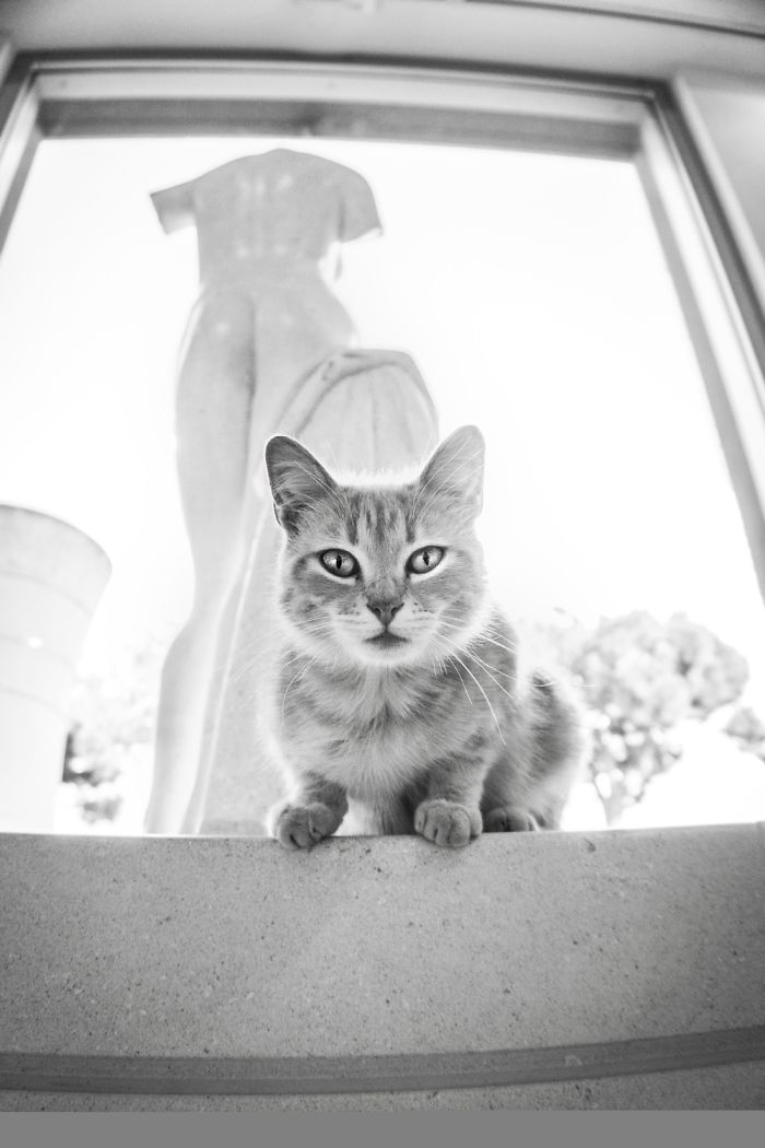 ‘Feline’ Observed