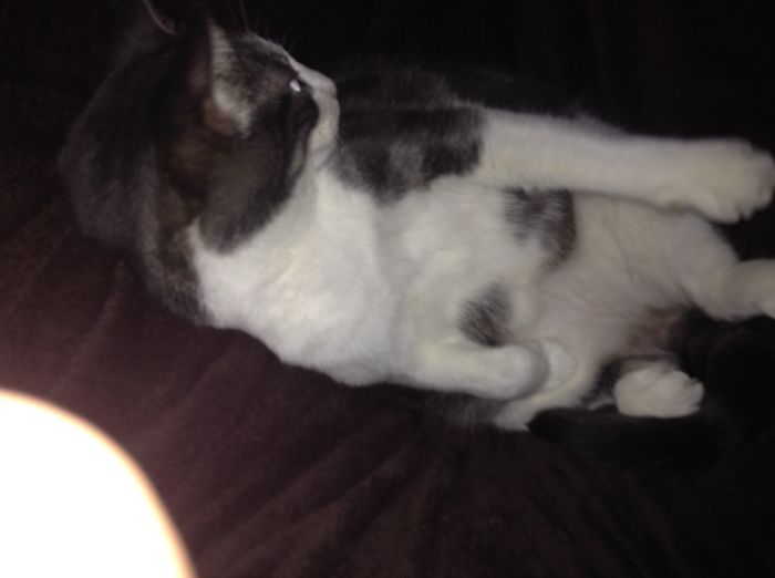 The Cat That Act Like A Dog