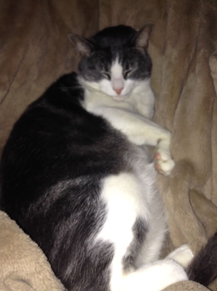 The Cat That Act Like A Dog