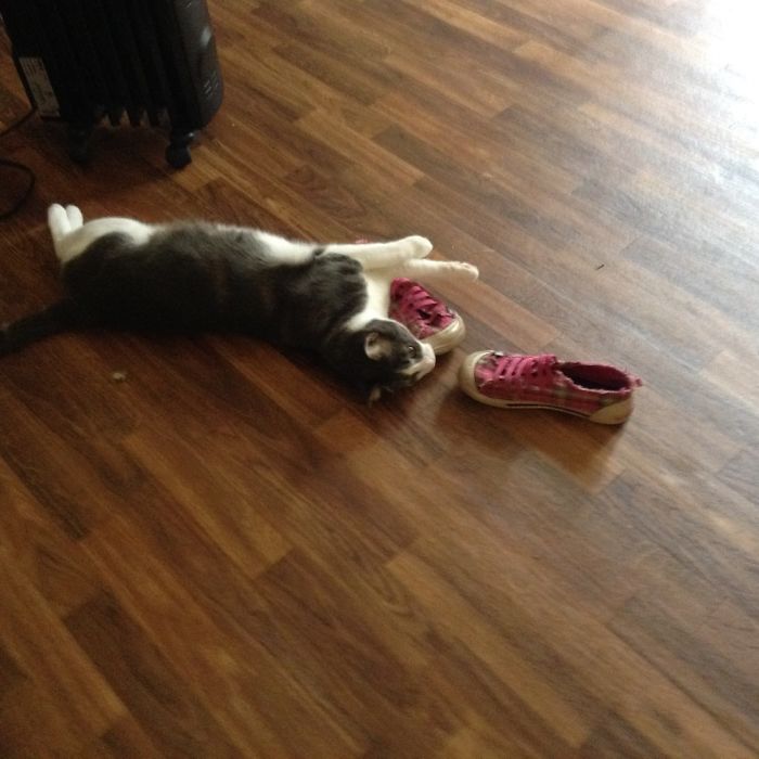The Cat That Act Like A Dog