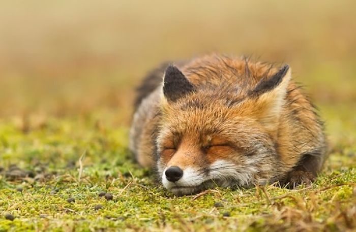 Adorable And Magical Foxes That Are Sure To Put A Smile On Your Face