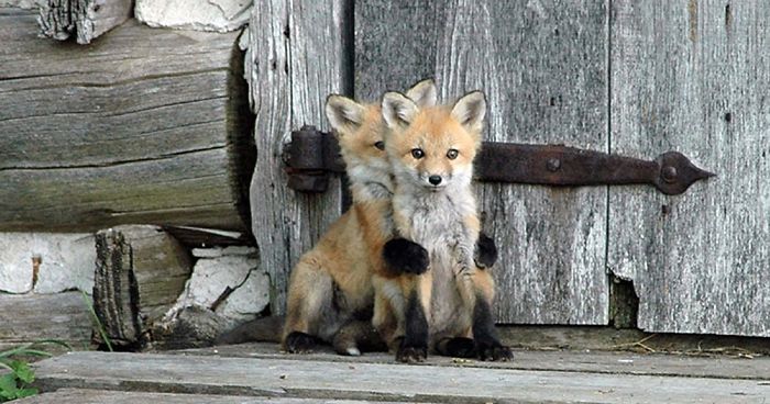 Adorable And Magical Foxes That Are Sure To Put A Smile On Your Face