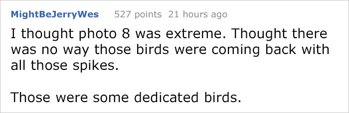 Guy Tries To Fight Against Birds For 4 Years, And It Gets Funnier With Every Pic