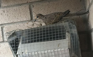 Guy Tries To Fight Against Birds For 4 Years, And It Gets Funnier With Every Pic