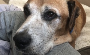 Sick Dog Get His Dream Fullfilled By Burger King After They Offer Free Burgers For The Rest Of His Life