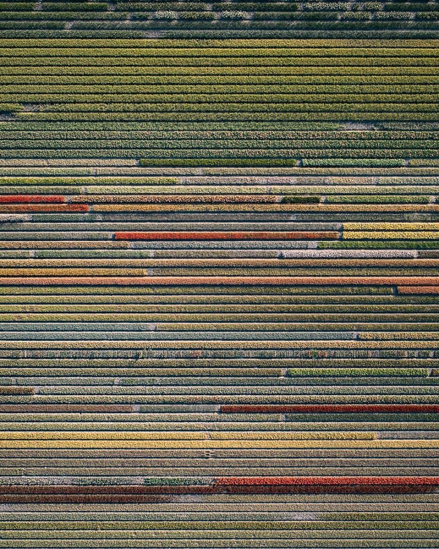 Photographer Captures Incredible Aerial Photos Of Tulips That You Might Confuse With Rugs