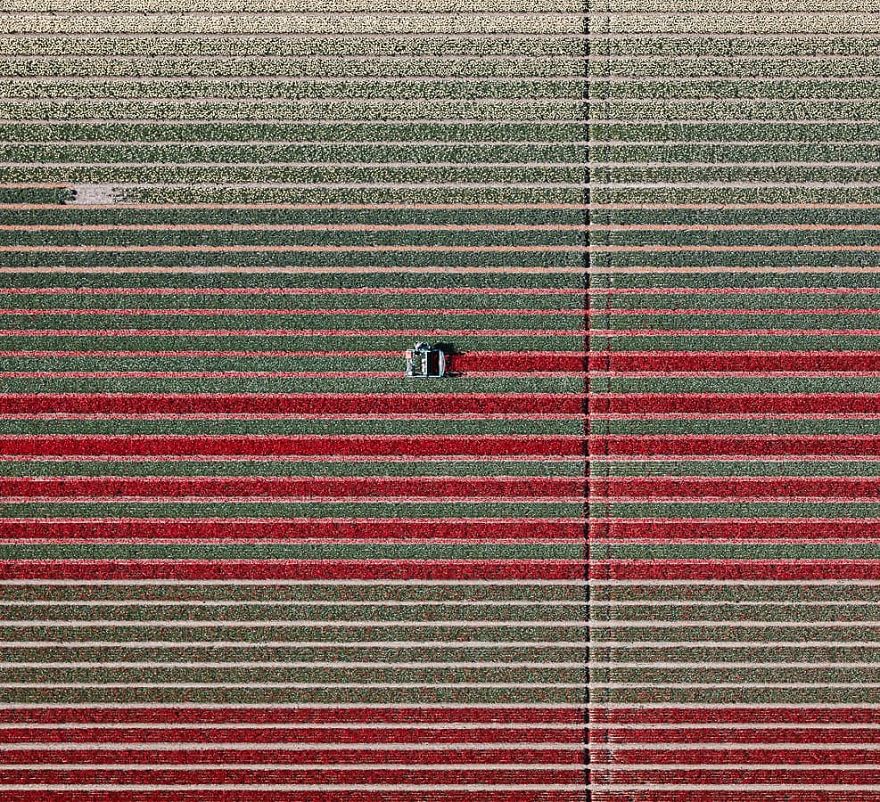 Photographer Captures Incredible Aerial Photos Of Tulips That You Might Confuse With Rugs