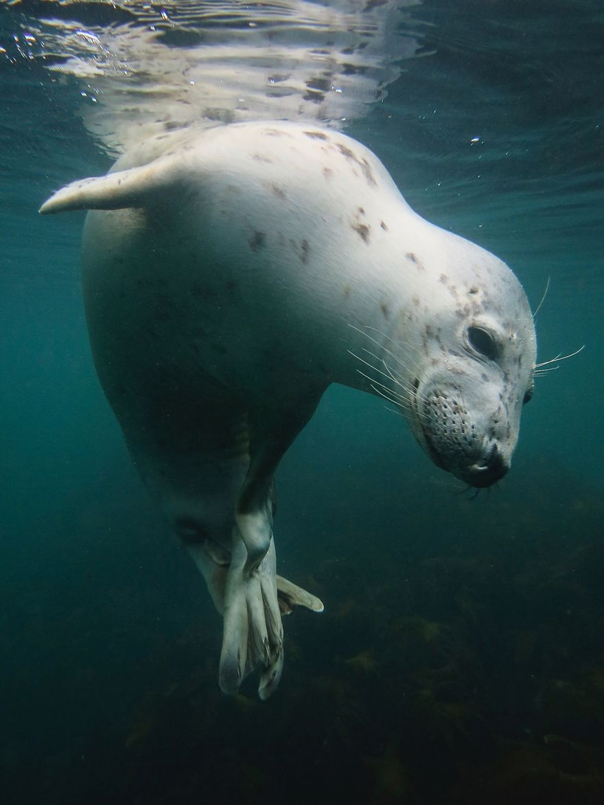 British Waters Compact Category Winner: "Scratchy Seal" By Vicky Paynter, UK