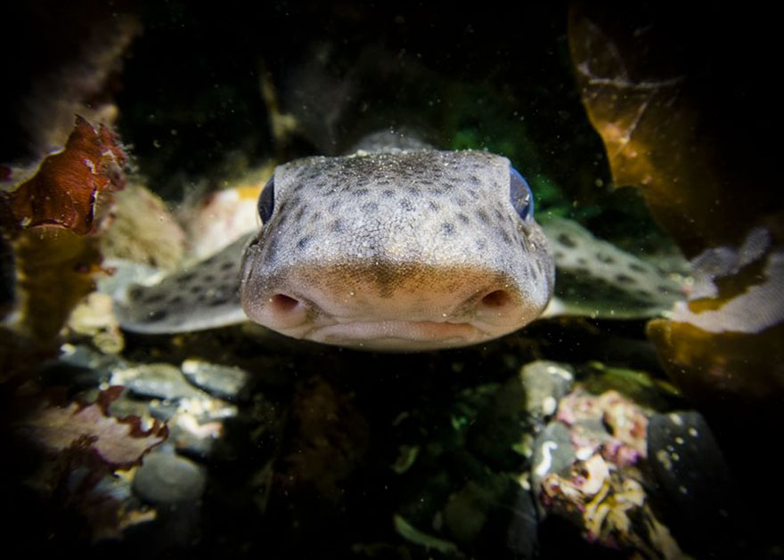 British Waters Compact Category: "Smile Please!" By Martin Edser, UK