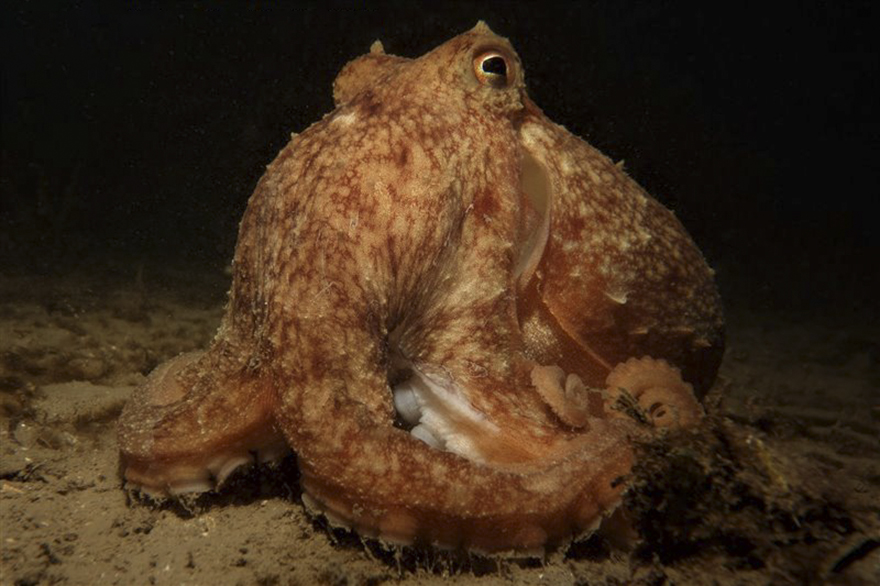 British Waters Compact Category: "Octopus Vulgaris" By Guy Mitchell, UK