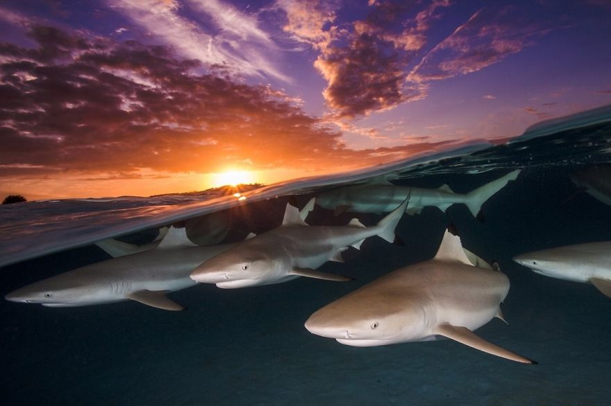 Wide Angle Category: "Blacktip Rendezvous" By Renee Capozzola, USA