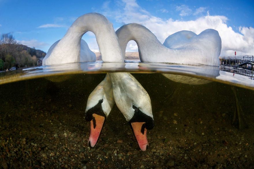 British Underwater Photographer Of The Year. "Love Birds" By Grant Thomas, Uk